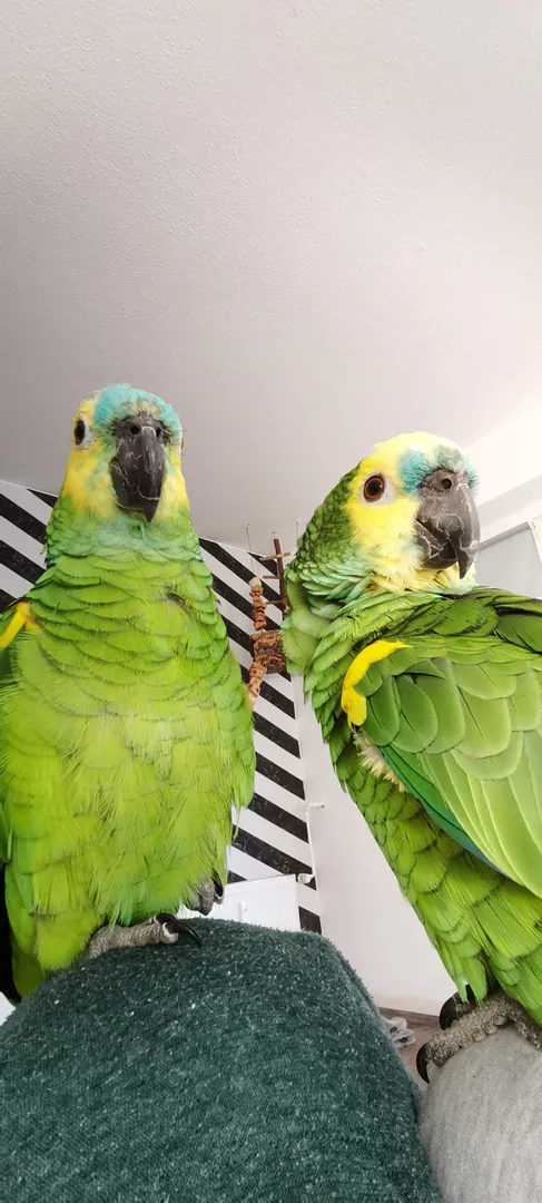 Georgie &amp; Maya