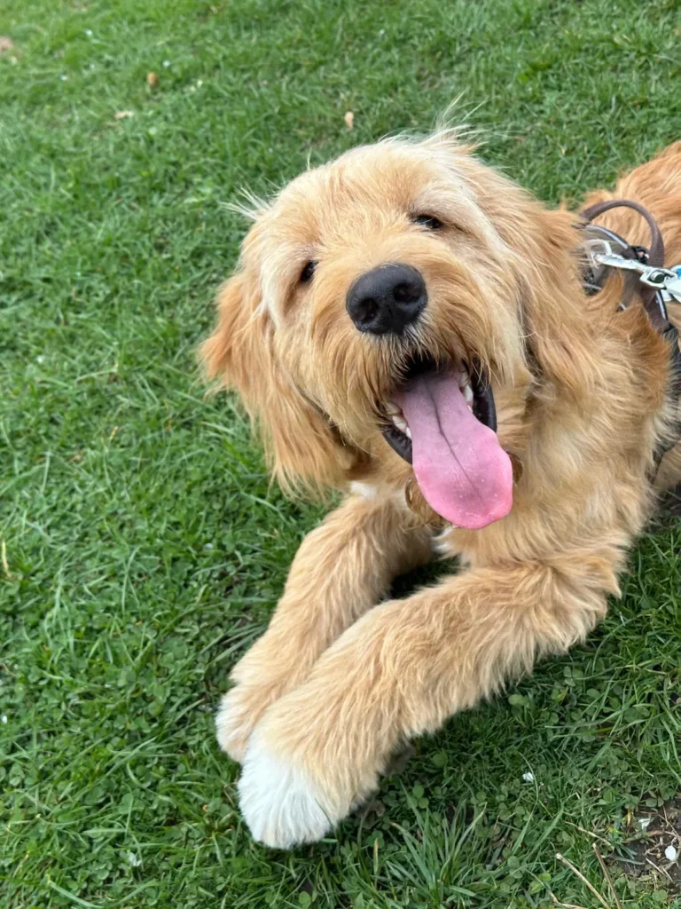 Benji