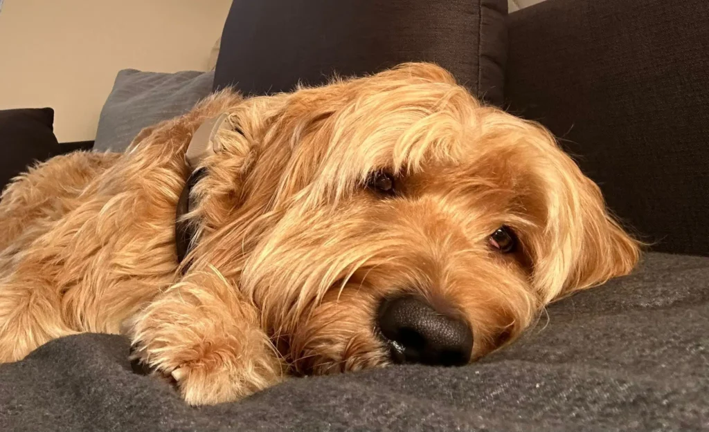 Benji