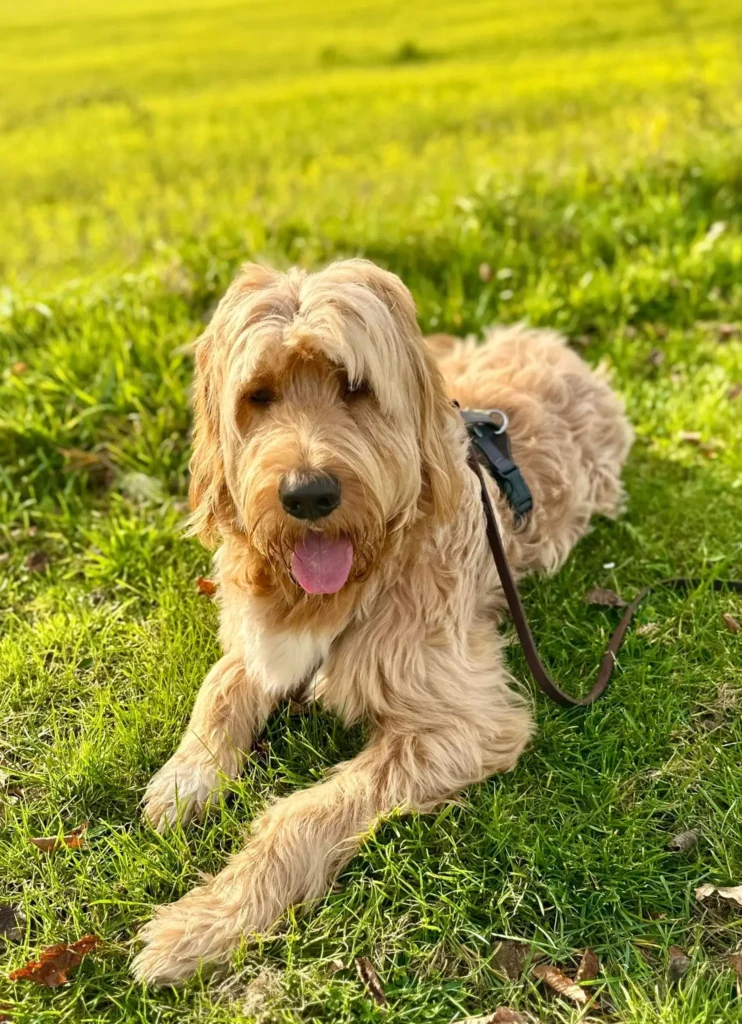 Benji