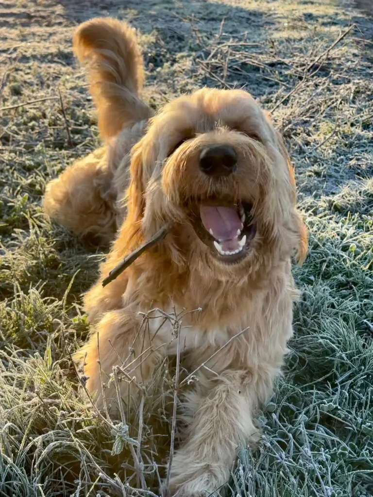 Benji