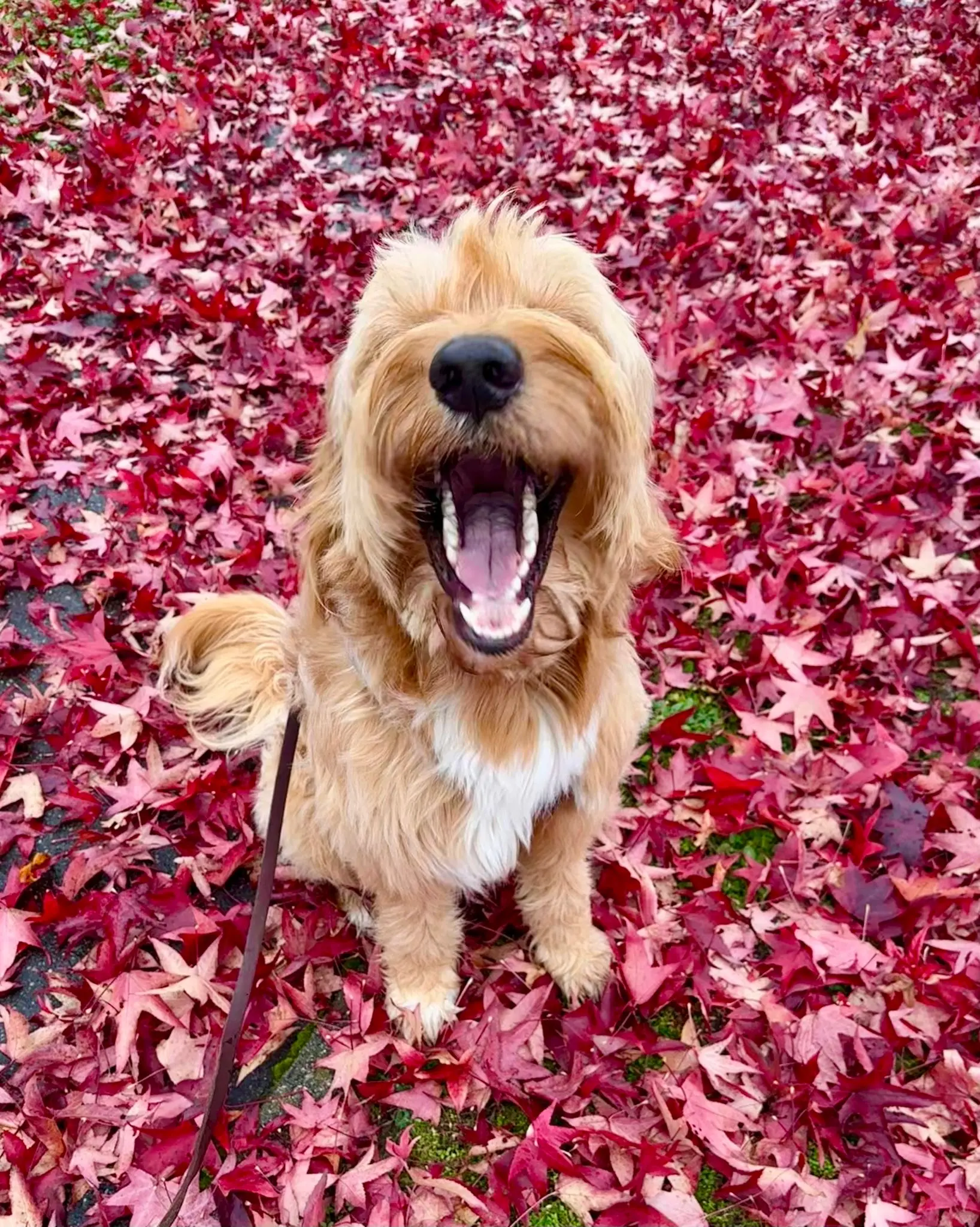 Benji
