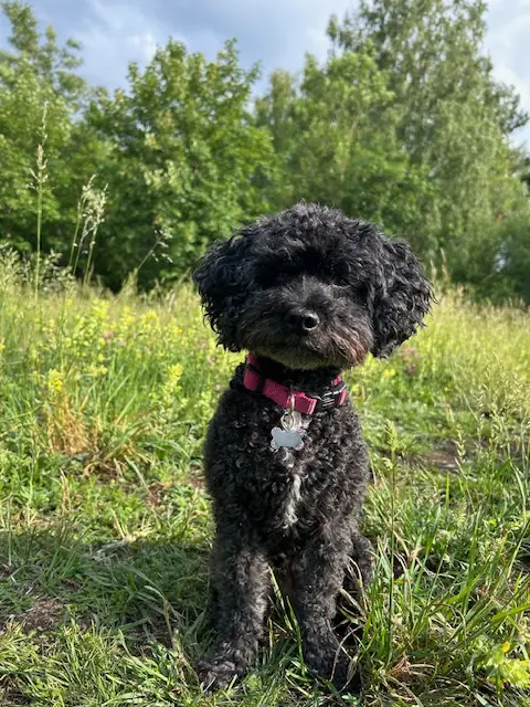 Lucy