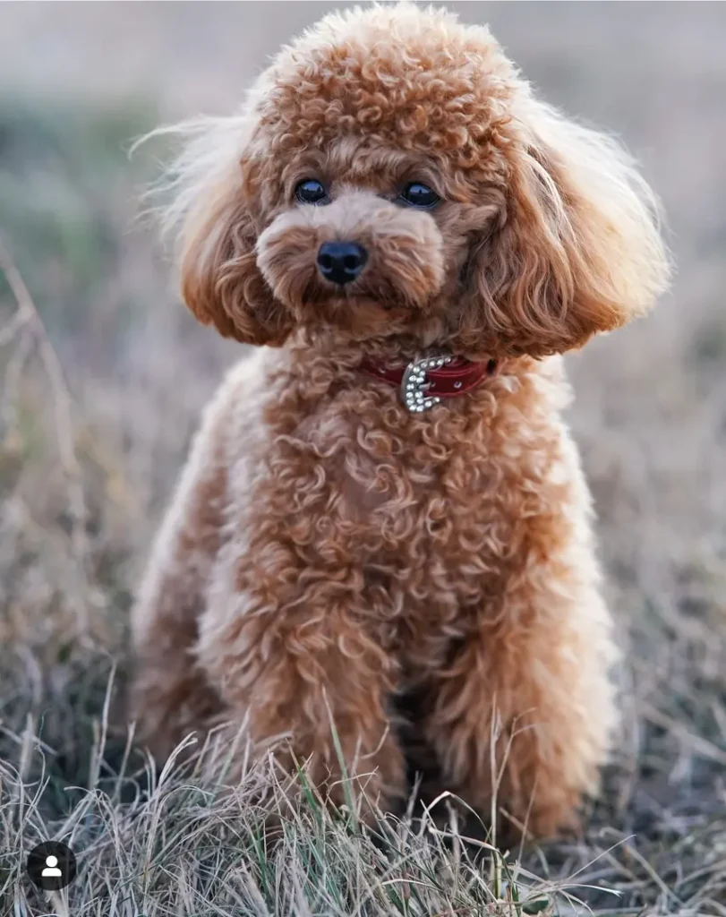 Lulu