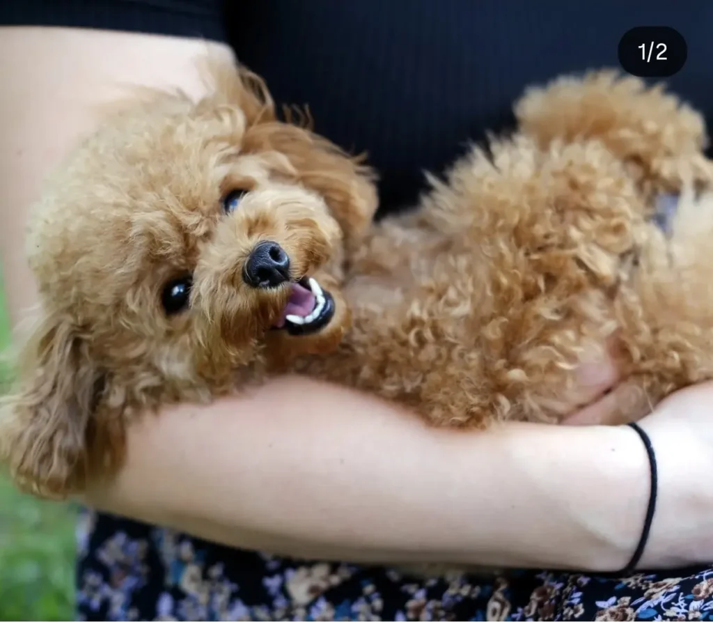 Lulu