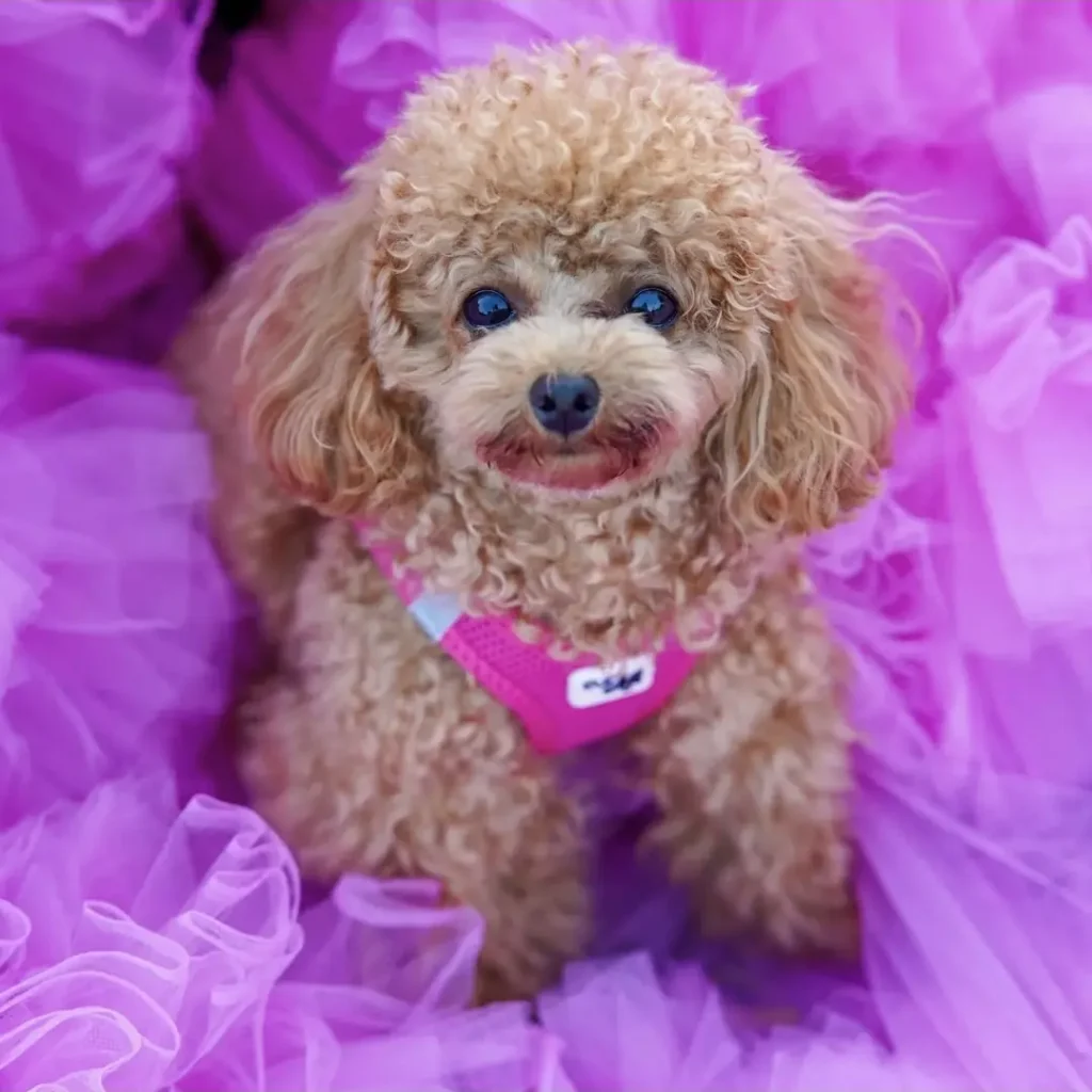 Lulu